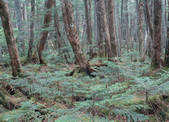 tkf003_540077