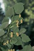 tkm001_770073
