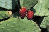 tkm001_772006