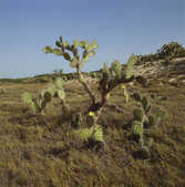 tkm001_781982
