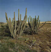 tkm001_782004