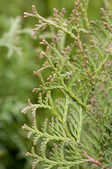 tkm001_807785