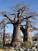 tkm003_185995