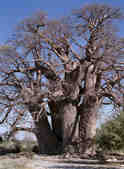 tkm003_186004