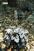 tkf002_111293