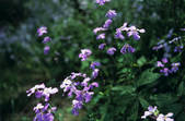 tkf002_111299
