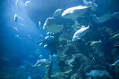 tkf005_2310961