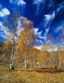 tkf005_2316477